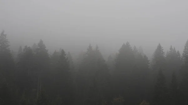 Landscape Forest Covered Pine Trees Fog Gloomy Day — Photo