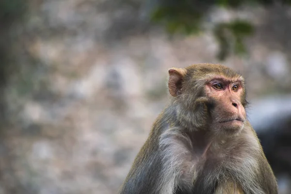 Eine Nahaufnahme Eines Affen — Stockfoto