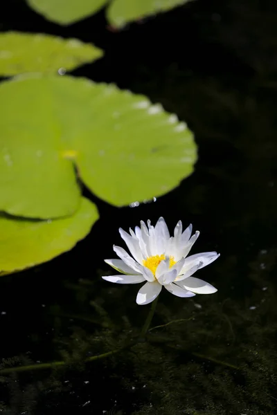 Vertical Shot Beautiful Water Lily Growing Pond — Stockfoto