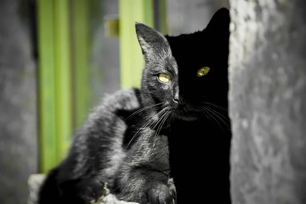 Closeup Black Cat Lying Street — Stockfoto