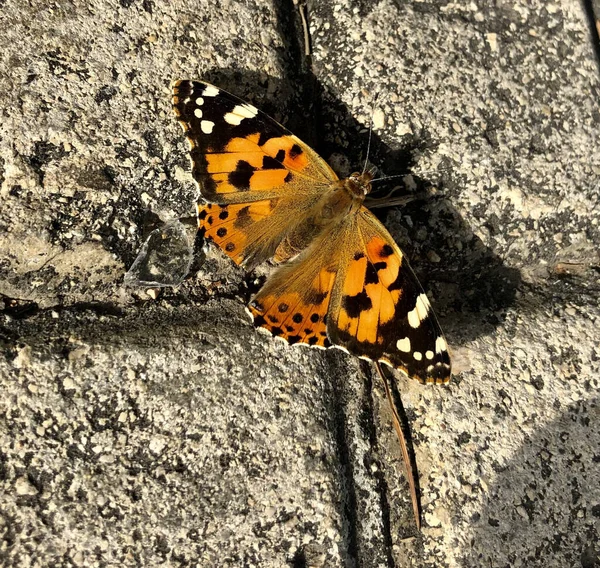 Closeup Shot Butterfly Stone Wall — Stockfoto