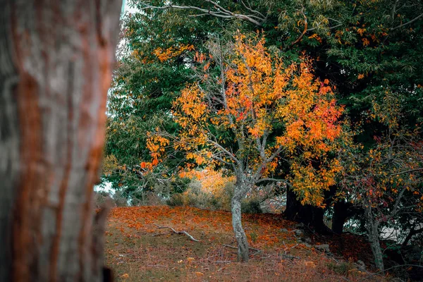 Small Tree Bare Branches Colorful Autumn Leaves — Photo