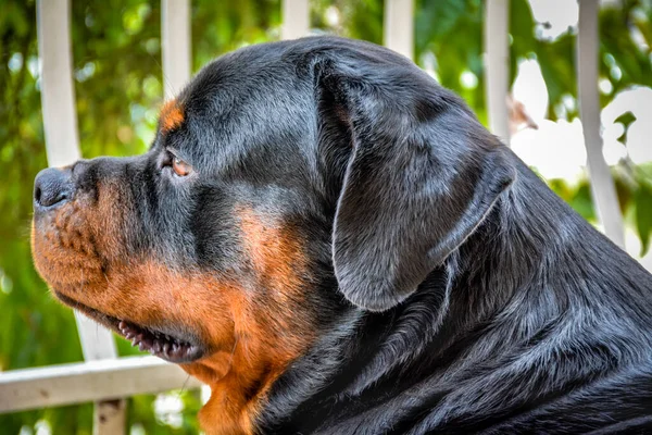 Closeup Shot Beautiful Rottweiler Park — Stok fotoğraf