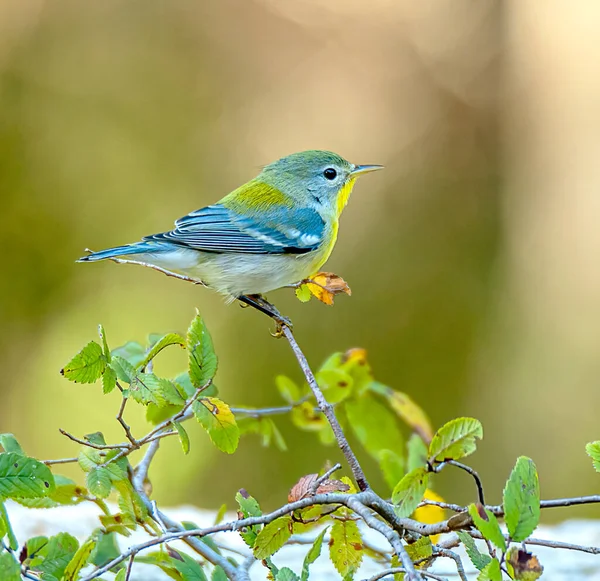 Portrait Pretty Parula Bird Perched Tree Branch — Stock fotografie