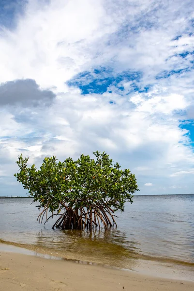 Single Mangrove Tree Grows Beach Florida Usa — Stock Photo, Image