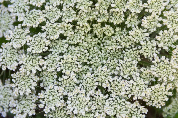 Белые Цветы Моркови Органического Сада Весной — стоковое фото