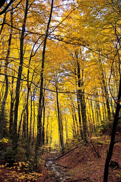 Vertical Shot Dense Autumn Trees Forest — Stockfoto