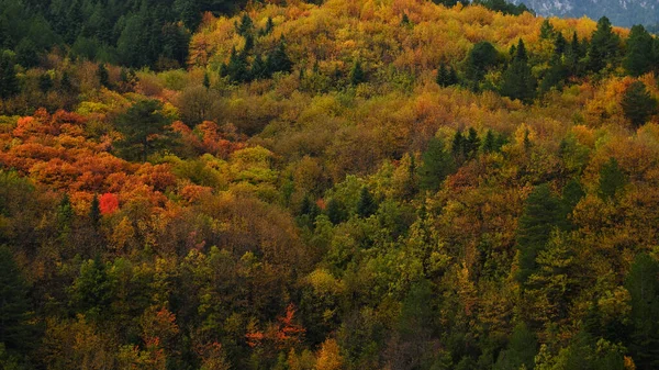 Colorful Autumn Trees Mountain Forest — Zdjęcie stockowe