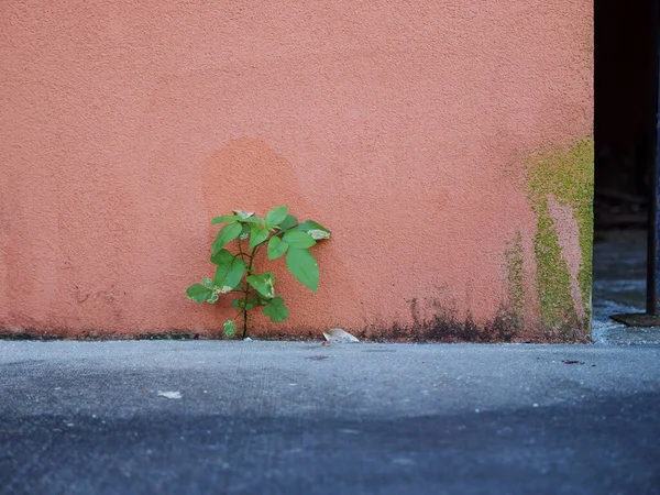 Green Plant Growing Old Pink Weathered Wall —  Fotos de Stock