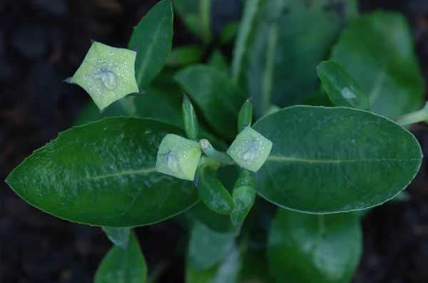 Close Shot Green Flower Green Leave Blurred Background — Stockfoto