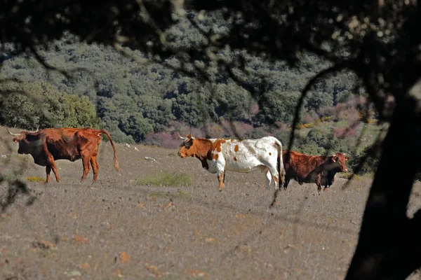 Brown White Cows Llanos Del Republicano Part Grazalema Mountains National —  Fotos de Stock