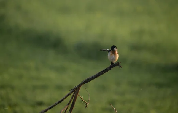 Ağaç Dalındaki Kuşun Yakın Çekimi — Stok fotoğraf