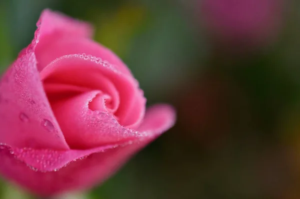 Close Shot Dewdrops Rose — Zdjęcie stockowe
