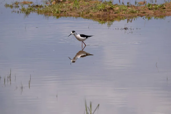 Beautiful Shot Black Necked Stilt Lake Day —  Fotos de Stock