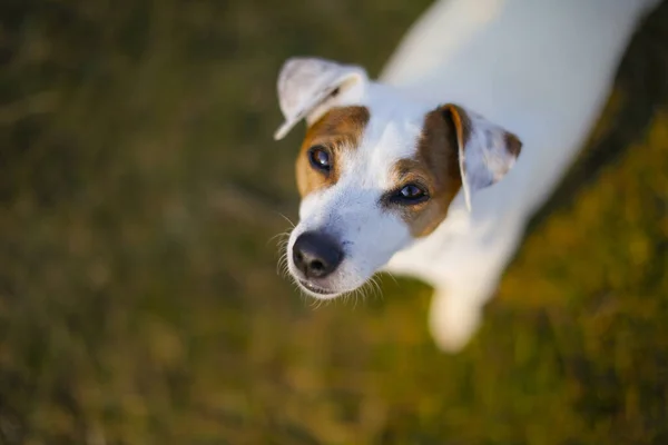 Closeup Jack Russell Terrier Park — Fotografia de Stock