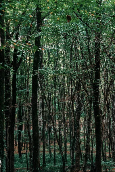 Vertical Shot Beautiful Forest Scenery Tall Trees — Foto Stock