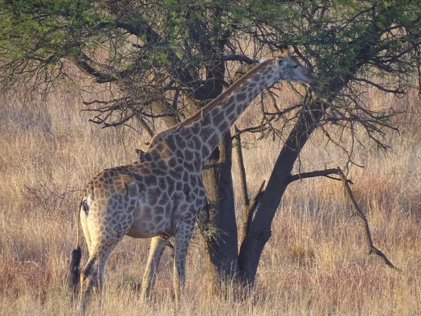 南非克鲁格国家公园的一只长颈鹿在树上吃东西 — 图库照片