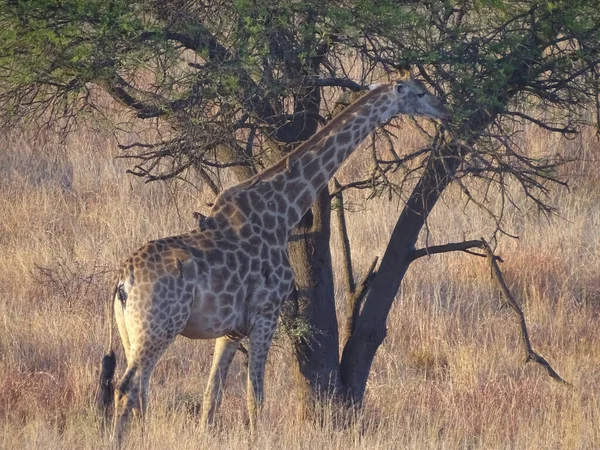 Giraffe Eating Tree Kruger National Park South Africa — Stock fotografie