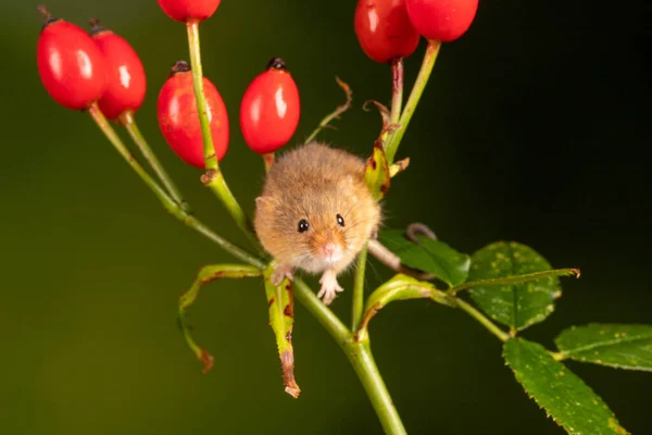 Brown Harvest Mouse Rosehip Branch — Stockfoto