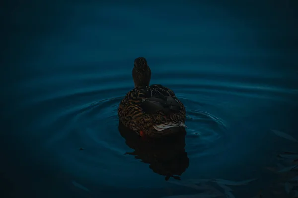 Tiro Perto Pato Nadando Lagoa — Fotografia de Stock