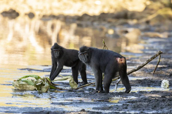 Two Black Macaque Monkeys Tangkoko Batuangus Nature Reserve Indonesia — Foto de Stock