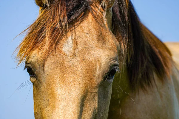 Portrait Beautiful Horse Field Stallions Netherlands — Photo