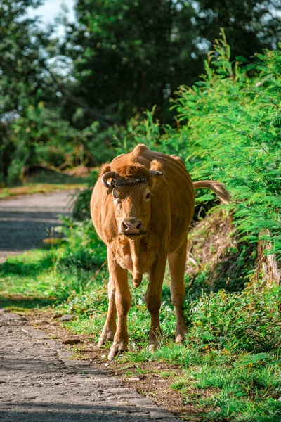 Banteng Bull Roadside — Fotografia de Stock