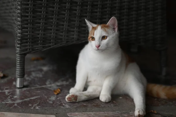 Closeup Shot White Yellow Cat — стоковое фото