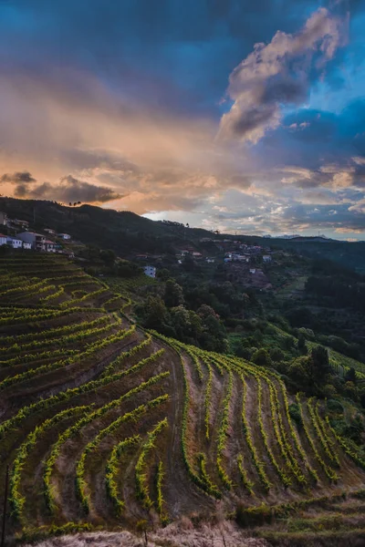 Aerial View Vineyards Vila Real Portugal — Stock fotografie
