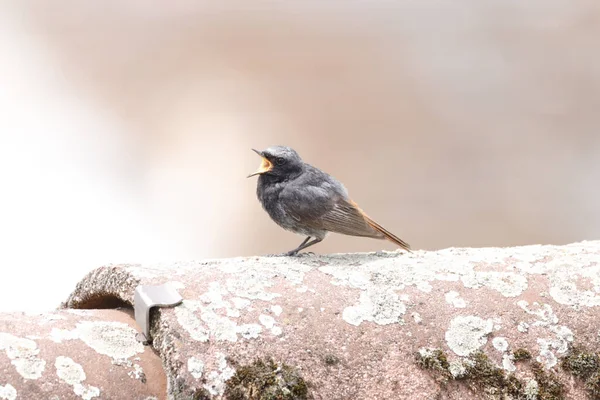 Closeup Shot Small Black Redstart Pipe — Stockfoto