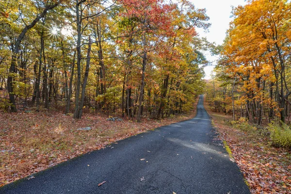 Der Blick Auf Die Straße Die Durch Den Herbstlichen Wald — Stockfoto