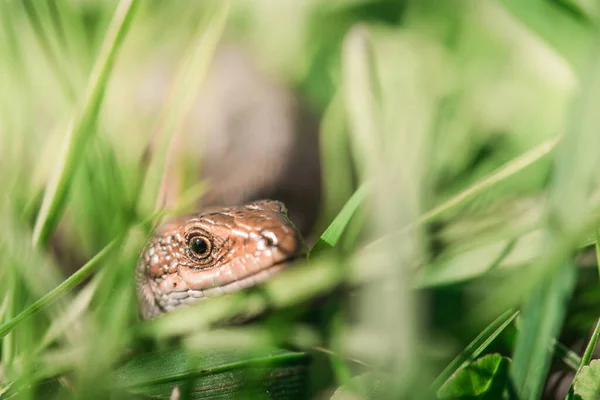 Closeup Shot Swedish Lizard Green Grass Nice Depth Field — Photo