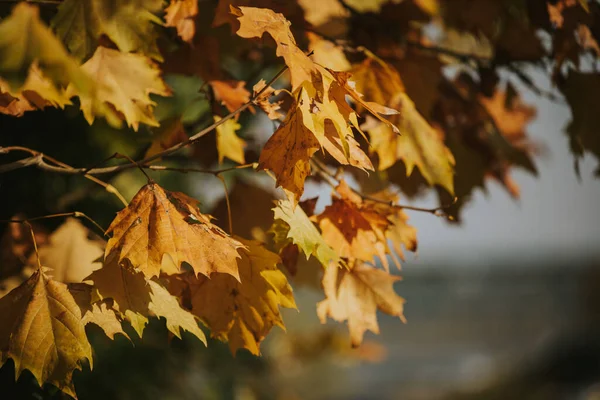 Closeup Yellow Leaves Tree Autumn — Stockfoto