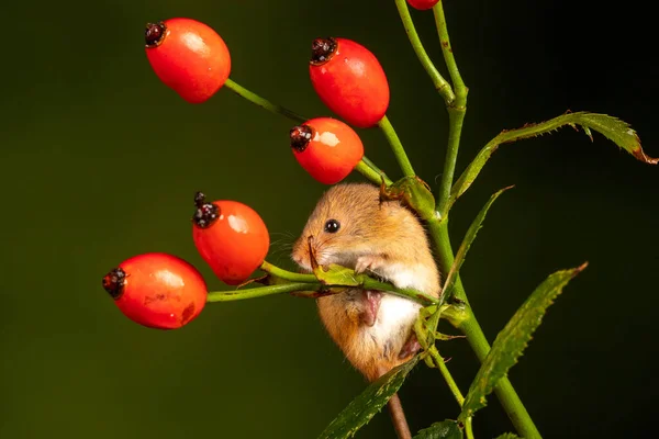 Brown Harvest Mouse Rosehip Branch — Fotografia de Stock