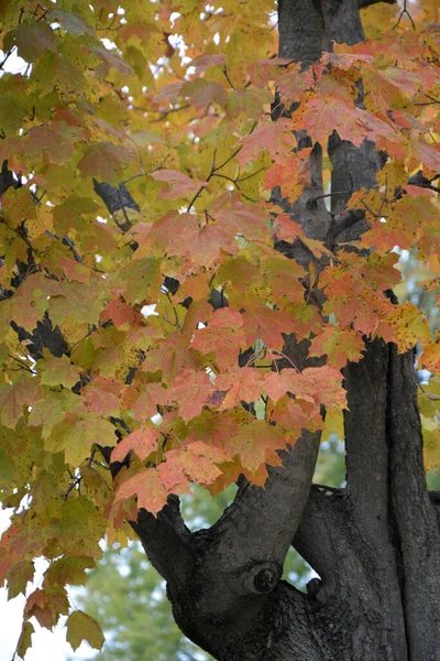 공원에 나뭇잎이 나무가 수직으로 — 스톡 사진