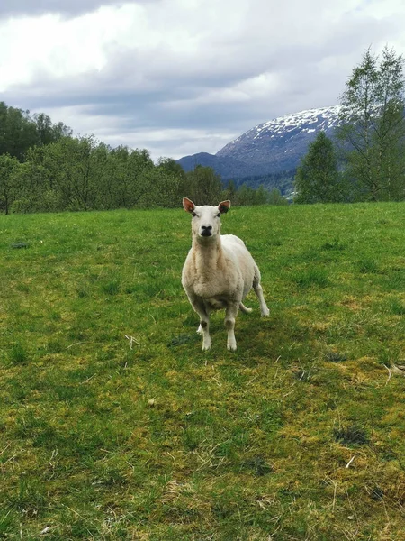 Вівця Полі Фоні Хмарного Неба — стокове фото