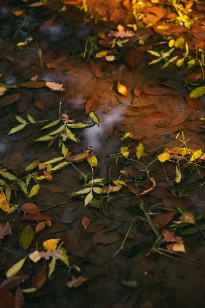 Vertical Shot Twigs Leaves Forest Floor — Stock fotografie