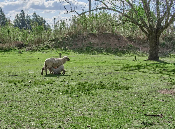 Sheep Feeding Lambs Green Pasture — 스톡 사진