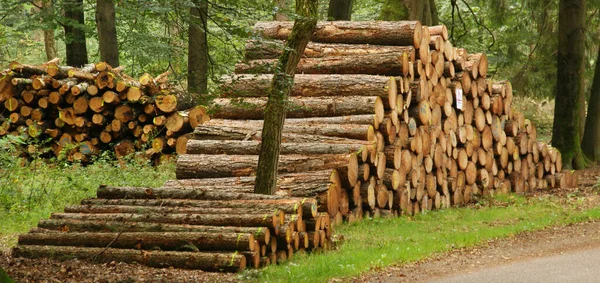 Hoge Veluwe Países Bajos Septiembre 2011 Una Pila Troncos Parque — Foto de Stock