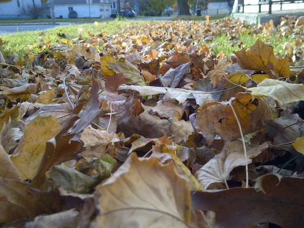 Closeup Shot Dry Brown Autumn Leaves Field — 图库照片
