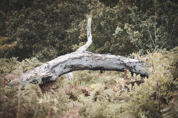 Scenic Shot Broken Tree Forest — Foto Stock