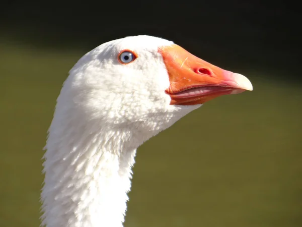 Blízký Záběr Husí Hlavu Mělké Zaměření — Stock fotografie