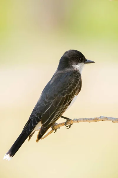 一种背景模糊的黑色小鸟的垂直镜头 — 图库照片