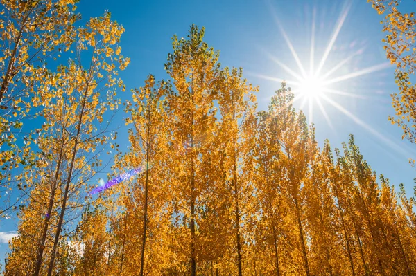 Abeautiful Scene Autumn Landscape Trees Yellow Fallen Leaves — Fotografia de Stock
