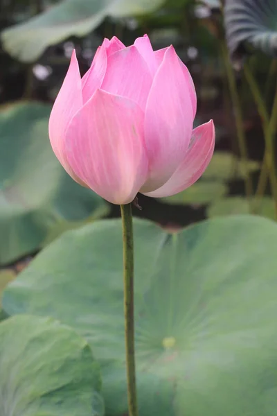 Vertical Shot Pink Lotus Flower Blurred Background — Stok Foto