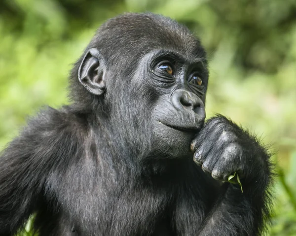 A portrait of a young gorilla eating a leaf