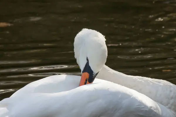Portrait White Swan Water Background — Foto de Stock