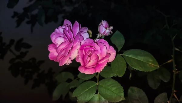 Ahmedabad India Oct 2021 Збірка Красивих Рожевих Троянд Чорному Тлі — стокове фото