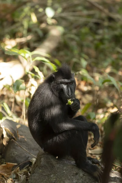 Black Macaque Monkey Tangkoko Batuangus Nature Reserve Indonesia — Stockfoto