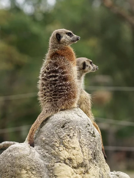 Vertical Shot Meerkats Rock — ストック写真